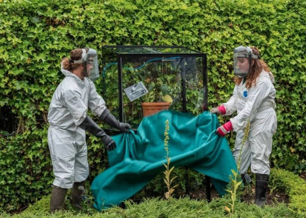 Ormanda yürüyüş yapanlar dikkat: Bu bitkiye dokunan iki gün içinde ölüyor! Ele geçirilen bitkiler kafeste tutuluyor 9